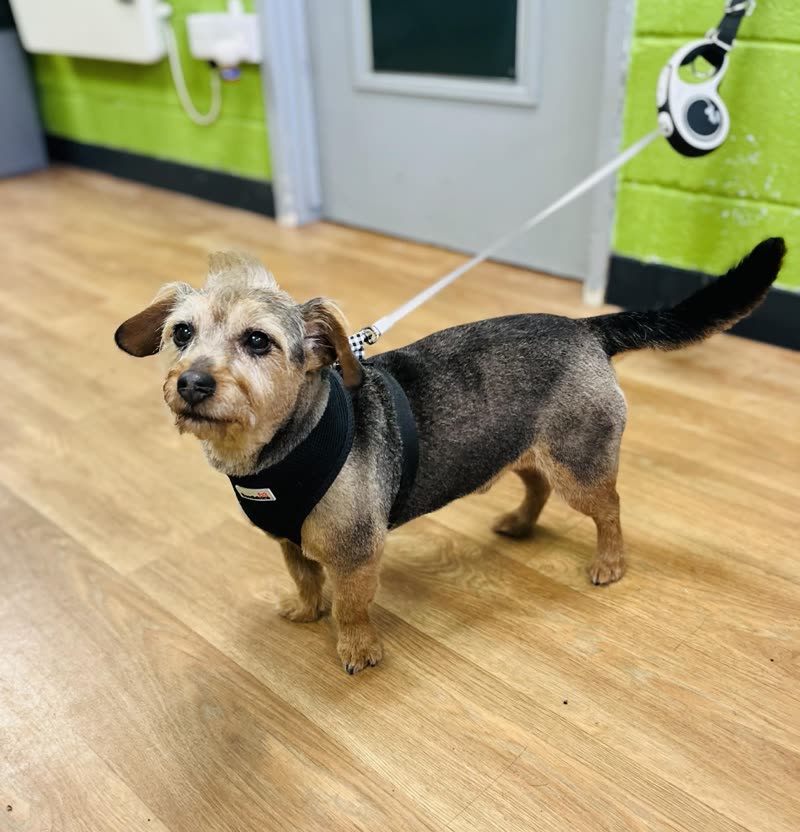 Freshly groomed black-and-tan terrier-cross on a lead in the salon, green wall and door behind