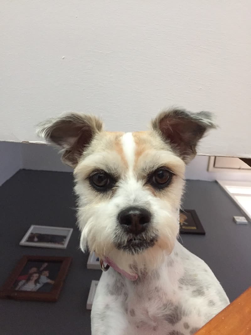 Close-up of a white-and-brindle terrier-cross with a tidied face and beard at the reception desk