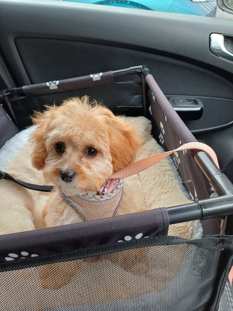 Cream apricot cockapoo puppy resting in a car travel crate after its groom