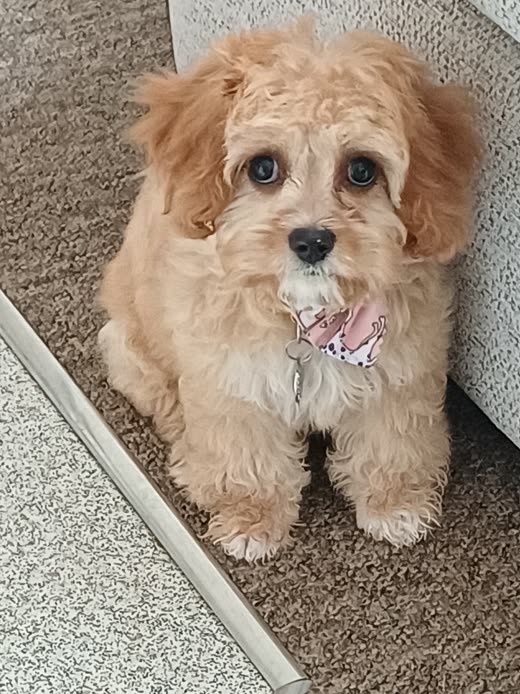 Fluffy cream cavapoo puppy sitting on carpet after a puppy groom
