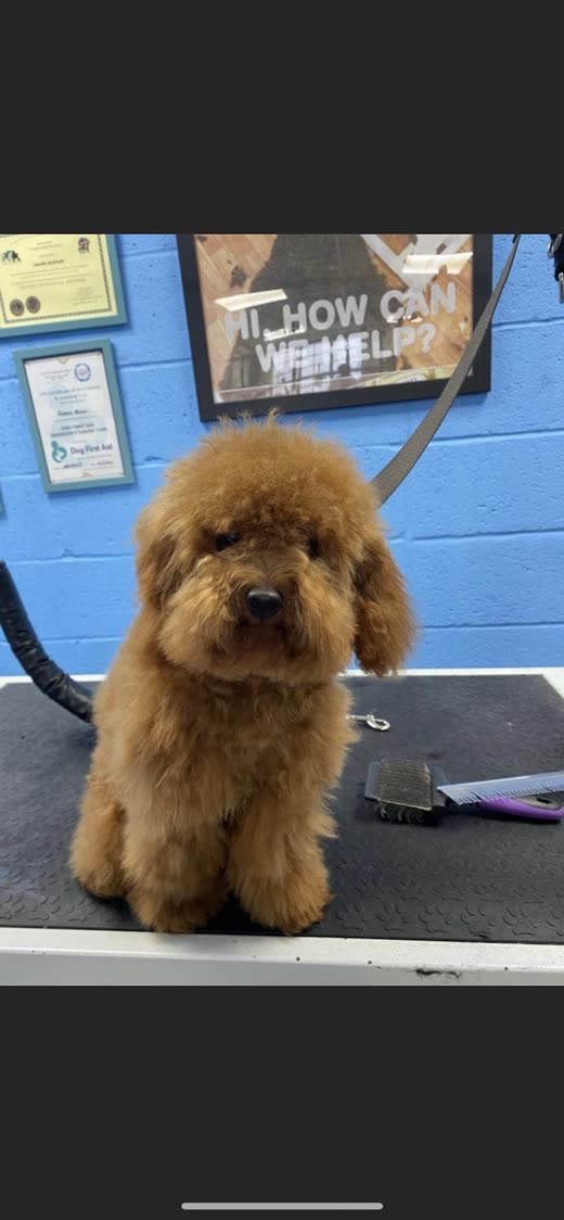 Red toy poodle in a full teddy-bear trim on the grooming table beside clippers