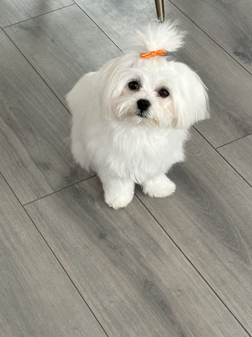 White Maltese with a neat face trim and an orange topknot bow