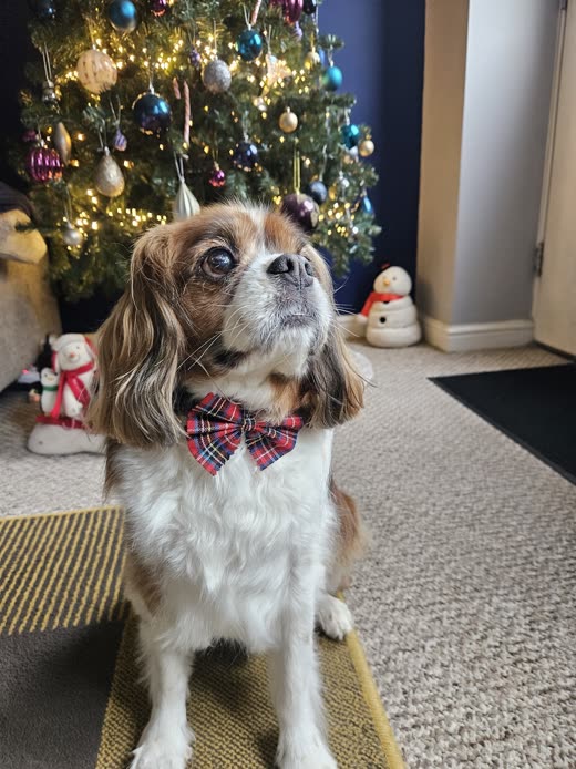 Groomed Cavalier King Charles Spaniel wearing a tartan bow tie by a Christmas tree