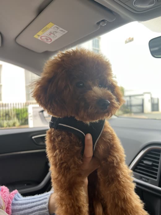 Red toy poodle with a rounded teddy-bear face trim sitting up after its groom